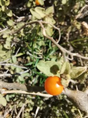 Solanum tomentosum
