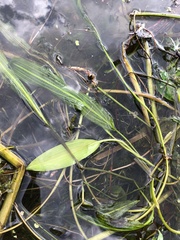 Potamogeton × angustifolius