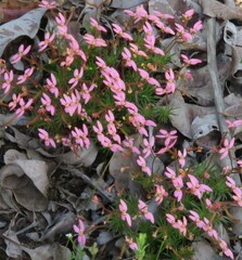 Stylidium recurvum