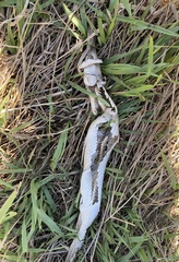 Lepisosteus platostomus