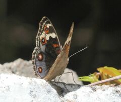 Junonia orithya