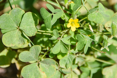Oxalis dillenii