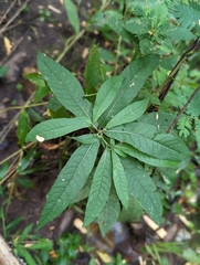 Vernonia noveboracensis