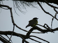 Pachycephala fuliginosa