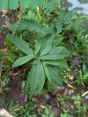 Vernonia noveboracensis