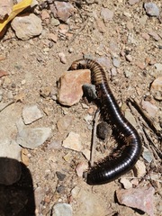 Archispirostreptus gigas