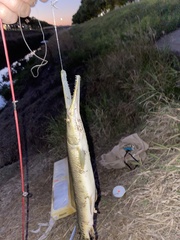 Lepisosteus platostomus