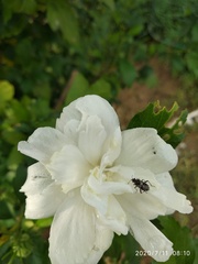 Heteroptera