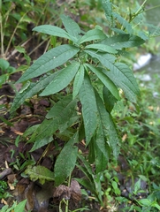 Vernonia noveboracensis