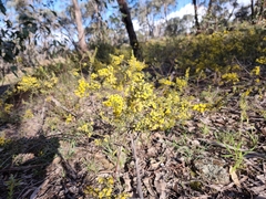 Acacia acinacea