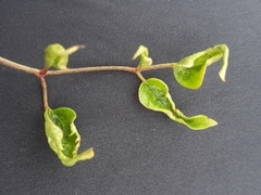 Aceria vitalbae