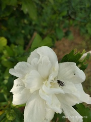 Heteroptera