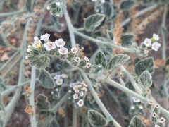 Heliotropium