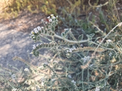 Heliotropium
