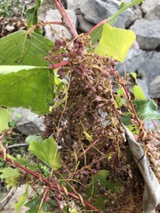 Cuscuta lupuliformis
