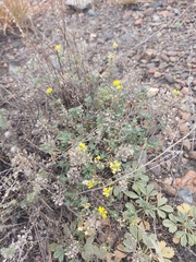 Odontarrhena obovata