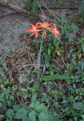 Hippeastrum
