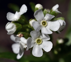 Hackelia micrantha