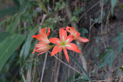 Hippeastrum
