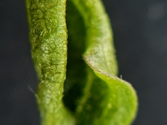 Aceria vitalbae