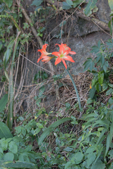 Hippeastrum
