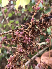 Cuscuta lupuliformis