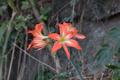 Hippeastrum