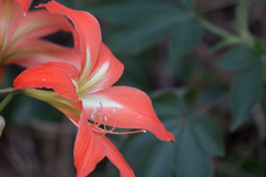 Hippeastrum