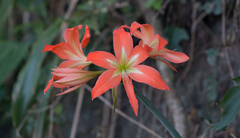 Hippeastrum
