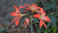 Hippeastrum
