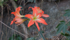 Hippeastrum