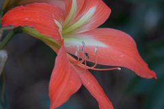 Hippeastrum