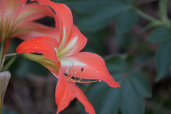 Hippeastrum