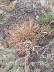 Cleistogenes squarrosa