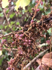 Cuscuta lupuliformis