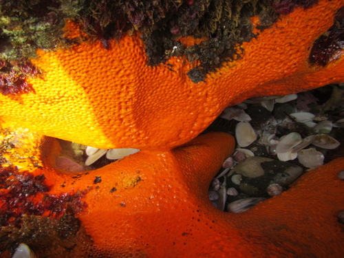 Sulphur Boring Sponge, photo 6 of 9