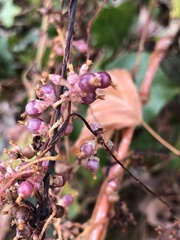Cuscuta lupuliformis