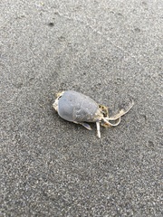 Emerita analoga