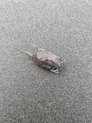 Emerita analoga