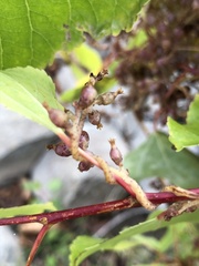Cuscuta lupuliformis