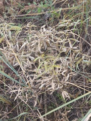 Thermopsis lanceolata