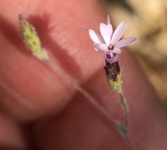 Lessingia micradenia micradenia