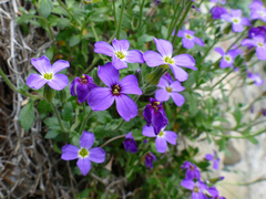 Aubrieta deltoidea