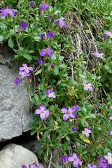 Aubrieta deltoidea