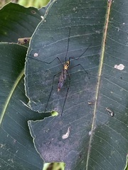 Nephrotoma australasiae
