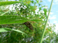 Ephemera vulgata
