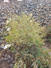 Thalictrum squarrosum