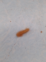 Spilosomina
