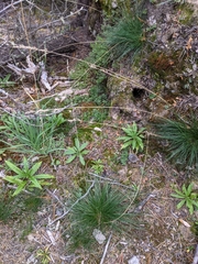 Festuca saximontana