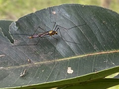 Nephrotoma australasiae